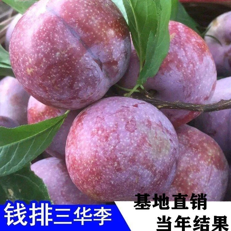 钱排银妃三华李子苗嫁接苗早晚熟三华李子树苗当年结果南北方种植