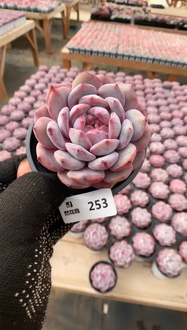 【闪购商品】253星影一物一拍