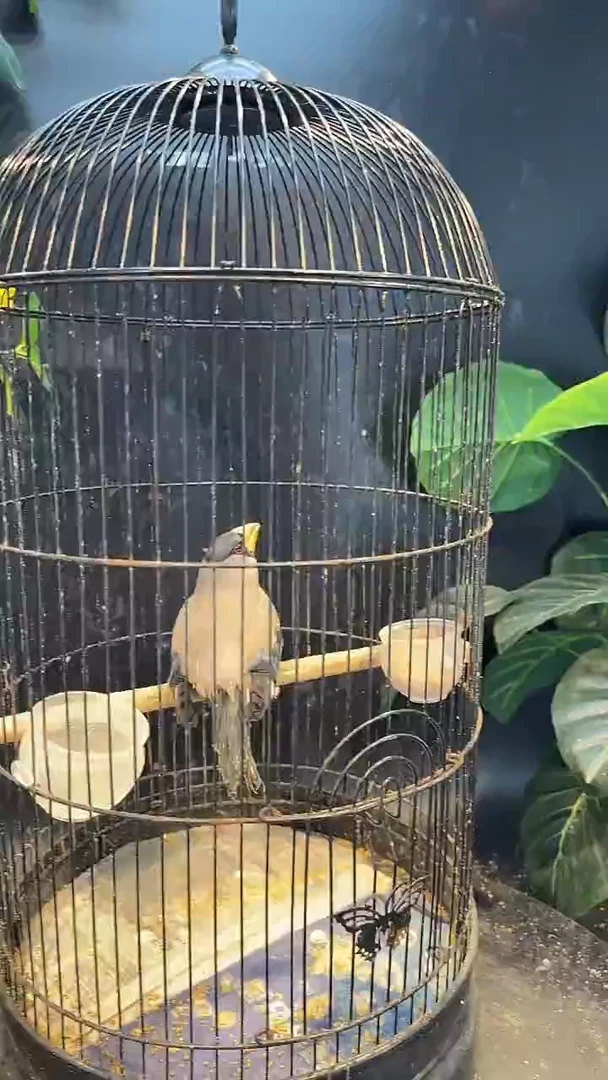 虎皮鹦鹉42号花嘴养笼0元起拍