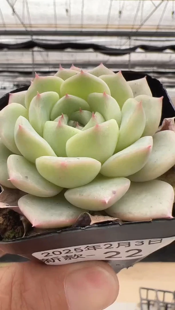 【闪购商品】新款多肉-22