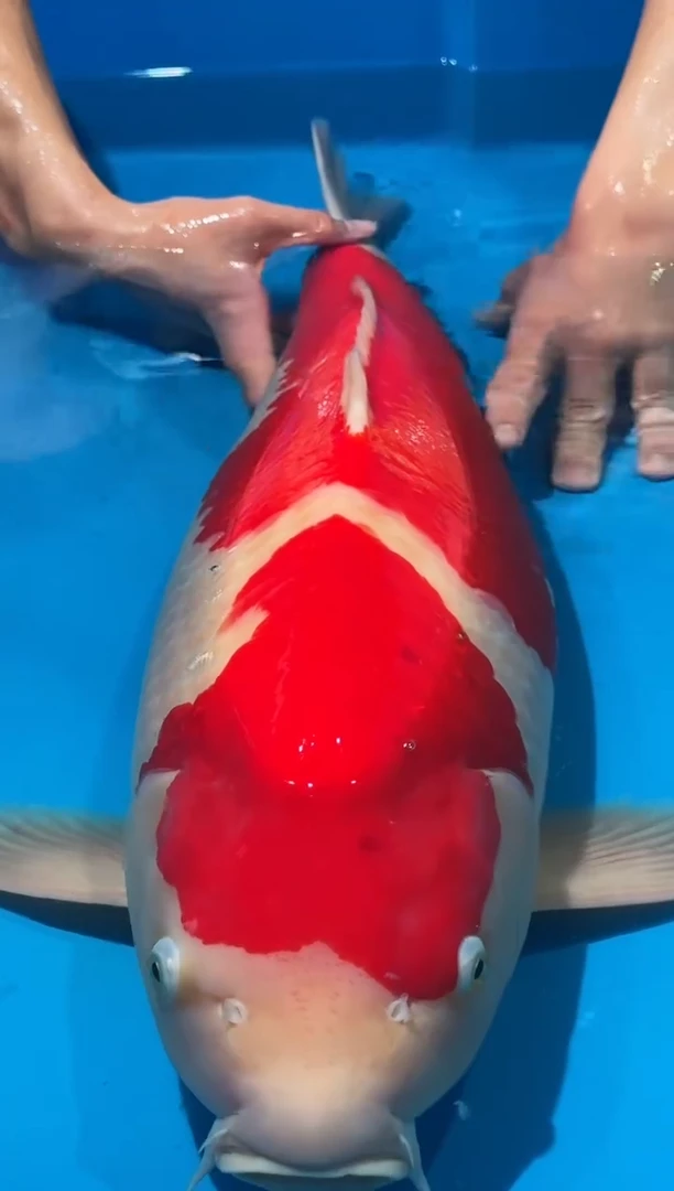 锦鲤佛山金隆锦鲤直播专用闪购链接，不支持天无理由退货退款