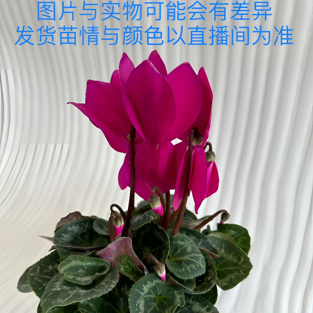 F1代仙客来【平边紫】~带花带花苞 室内美观盆栽花卉