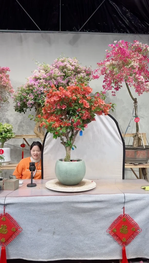 【闪购商品】盆景不甜西瓜