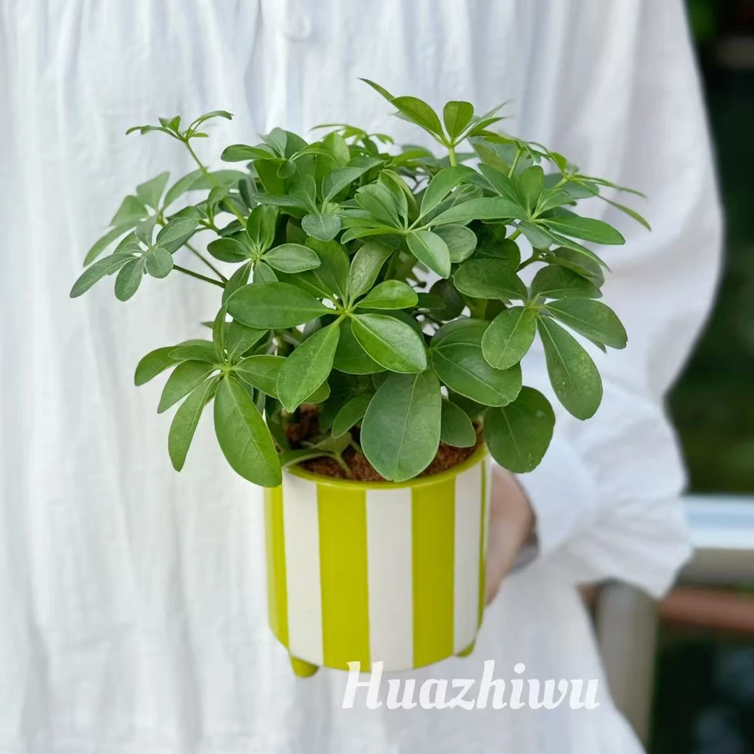 八方来财鸭脚木七叶莲绿植盆栽室内桌面净化空气好养护
