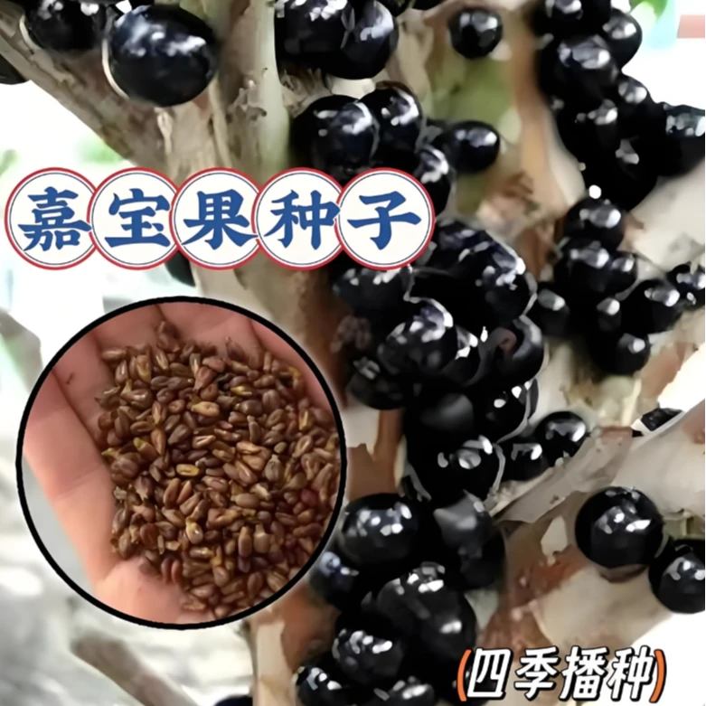 【嘉宝果种子】家庭阳台小院耐热四季种植盆栽地栽易种易活