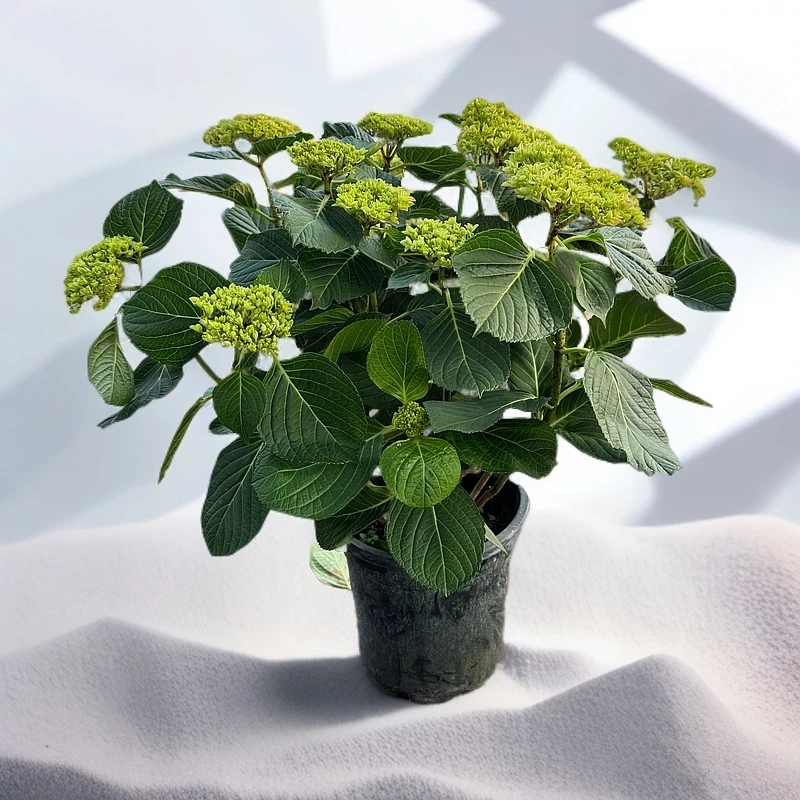 太阳神殿 粉紫色 后期会变色大花绣球 盆栽花卉 花苞发货 小3加仑