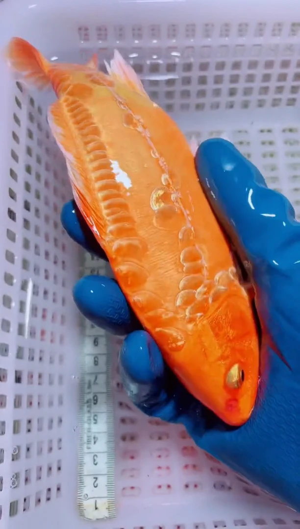 锦鲤血统锦鲤全场包邮80