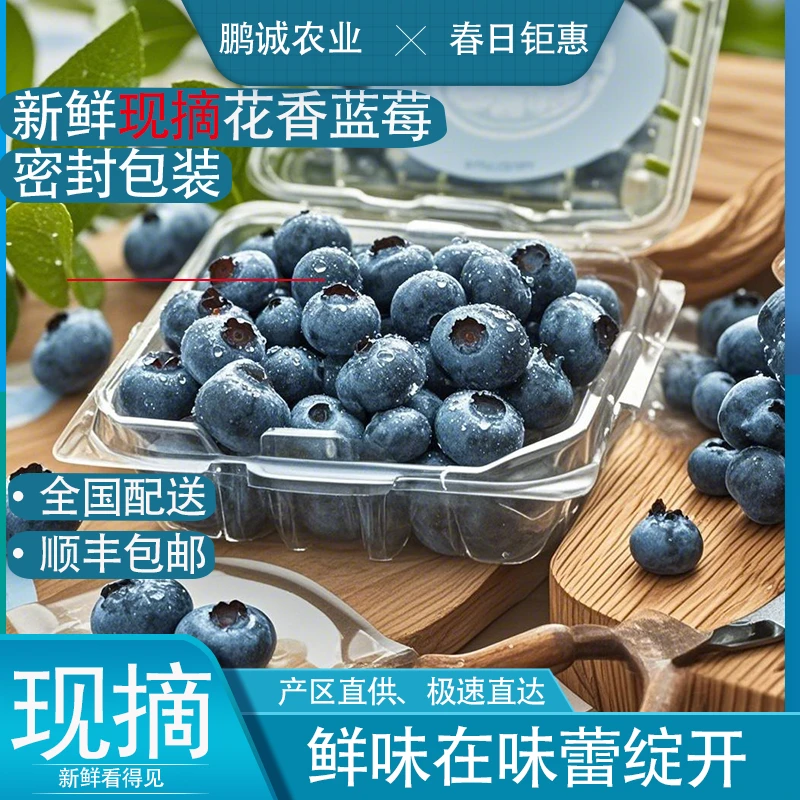 （花香蓝莓）四川大凉山正宗花香蓝莓25现摘现发顺丰快递