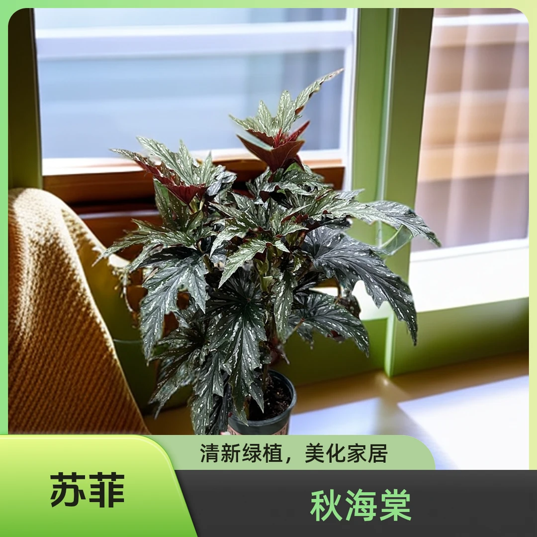 苏菲加仑盆 秋海棠热植 福利款不包叶损《两单包邮》