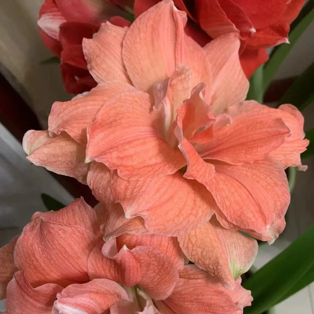 晓白   现货蒂卡荣耀朱顶红，重瓣易养护，庭院阳台皆适配