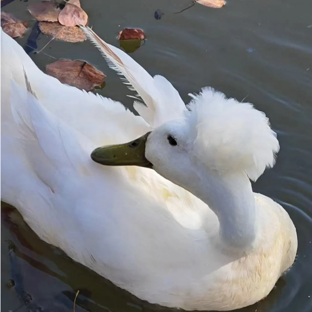 拍到手2只送2只包邮包路损