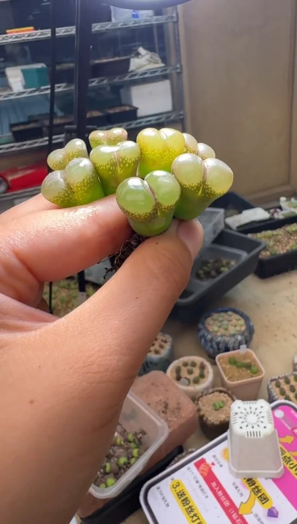 5-101多肉植物气球窗风铃一颗