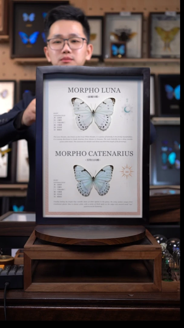 蝴蝶标本摆件竞拍肯特白+露娜白d217