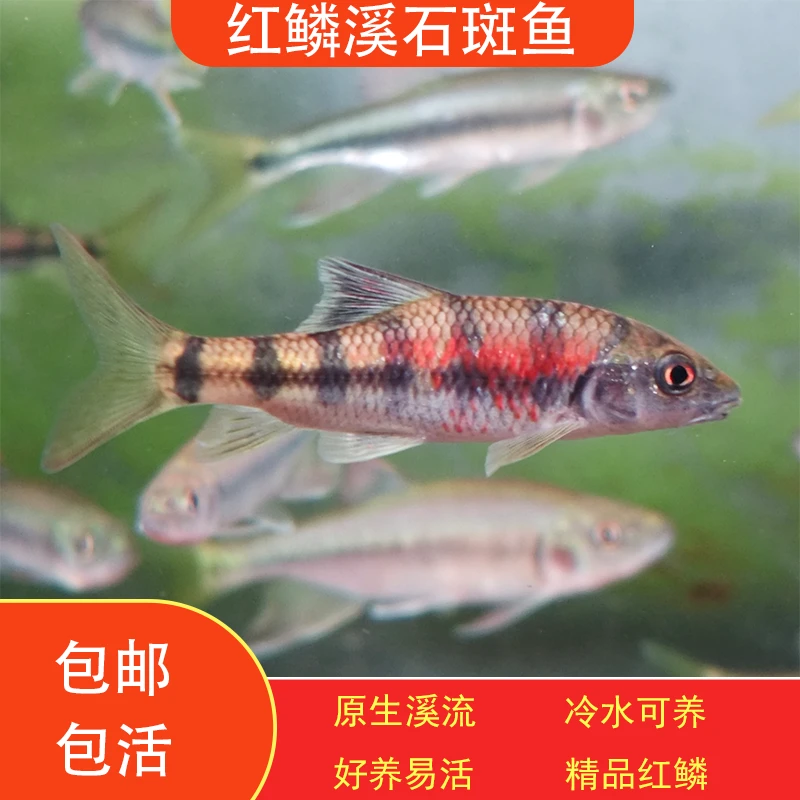 广西红鳞溪石斑发财红冷水鱼精品发色不加温好养群游观赏鱼原生鱼