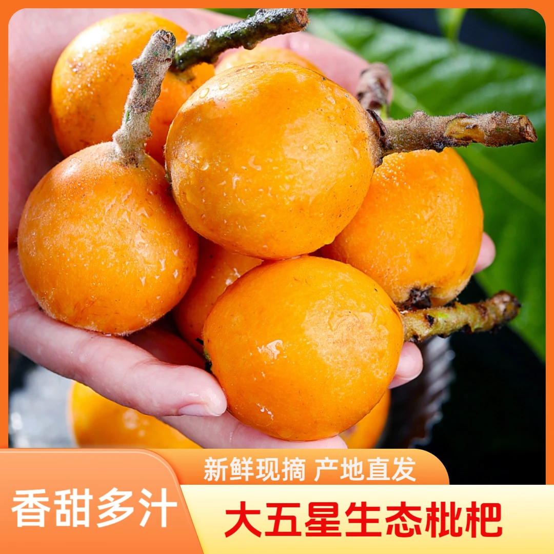 顺丰京东包邮/精选大五星枇杷当季新鲜现摘生态枇杷果香甜