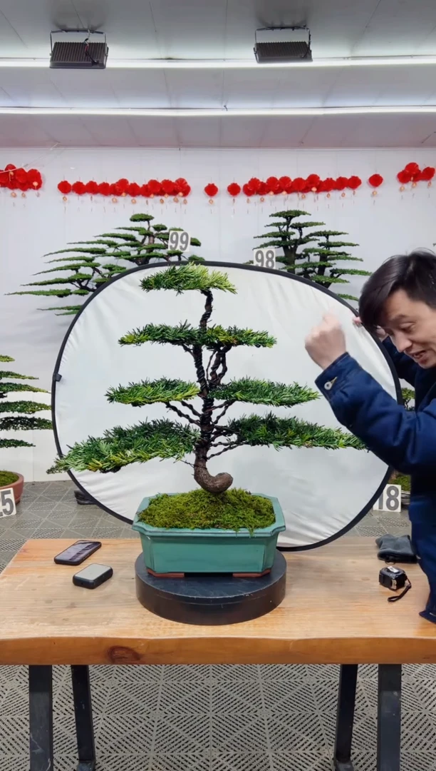 【闪购商品】盆景盆景