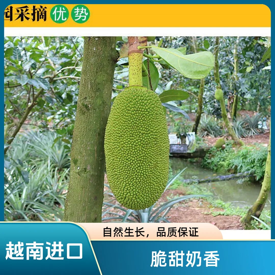 （热带水果菠萝蜜）级越南进口菠萝蜜热带水果 干包黄肉1-14斤起红肉菠萝蜜越南社会主义共和国