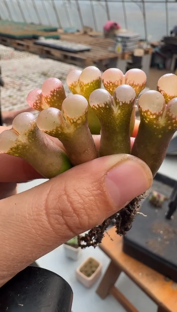 【闪购商品】1/23-10小耳垂一颗