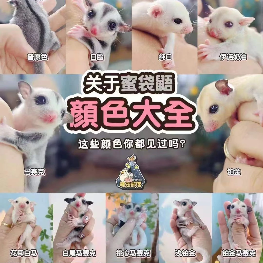 晴优萌玩家蜜网红小飞鼠亲人粘人认主活宠包邮