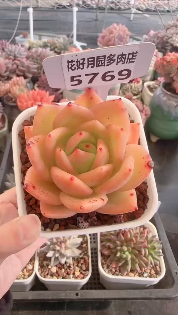 【闪购商品】5769月光杯