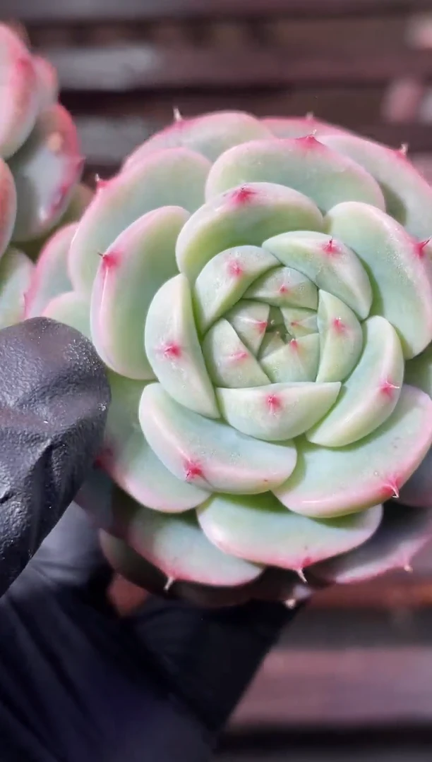 34-31 花型Y珍妮4-5厘米量拍发一颗