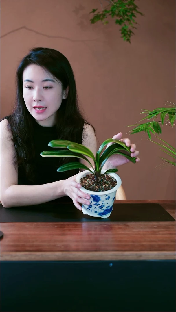 无花朵君子兰盆景盆景