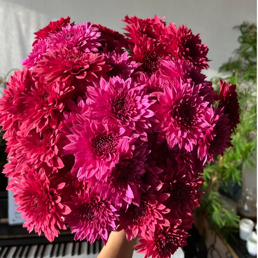 红丹特荷兰菊菊花重瓣花苞室内阳台开花庭院耐寒盆栽花卉植物