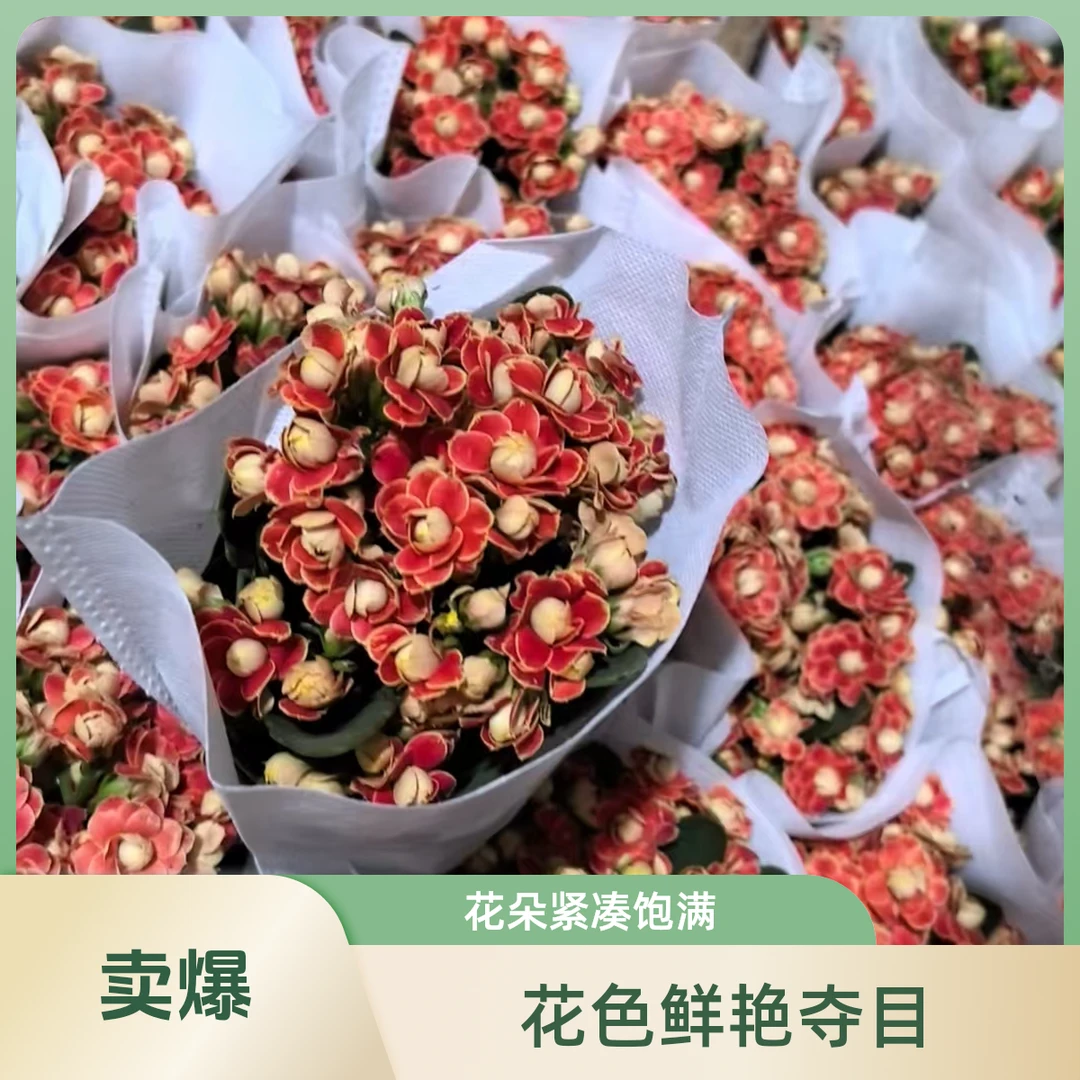 黄红长寿花（自提10元三个）