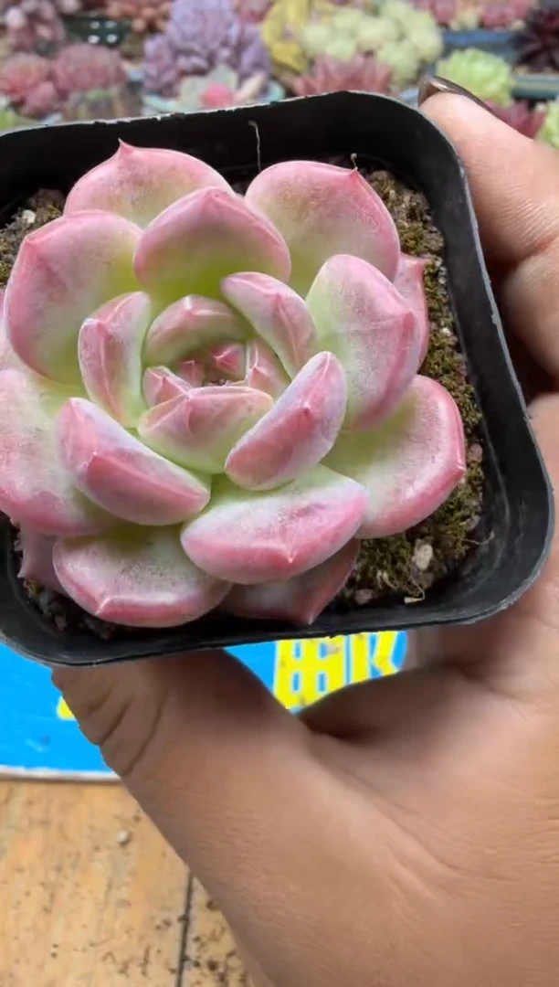 东云多肉园二店-654