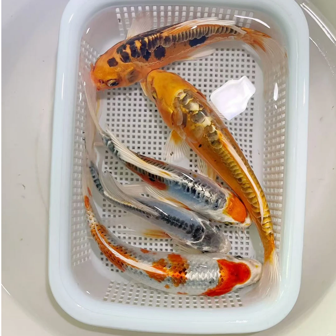 【德日系锦鲤】12-14公分4条冷水鱼观赏鱼徳系锦鲤好养