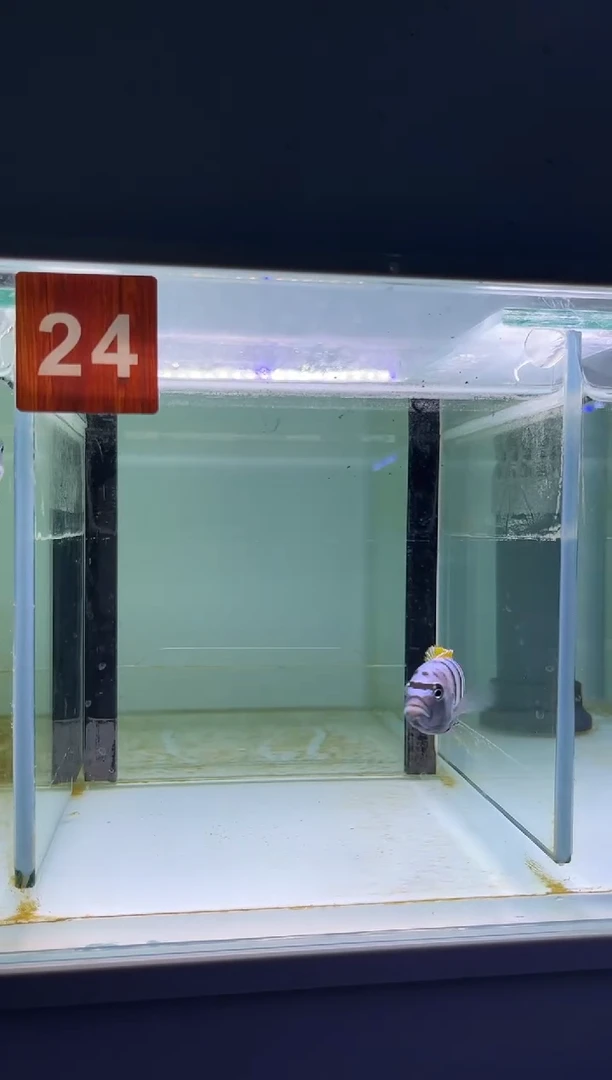 海水鱼三湖慈鲷人工
