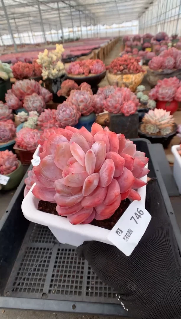 746韩橙一物一拍多肉植物