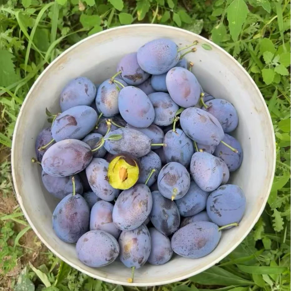 2025年头茬西梅水果新鲜现摘鲜果西梅软糯多汁当季非李子脆李包邮