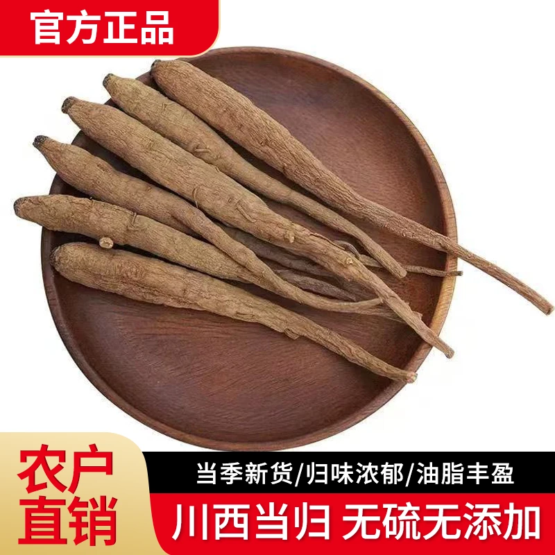 高山阿坝土当归高海拔生长干货煲汤煮水滋补佳品