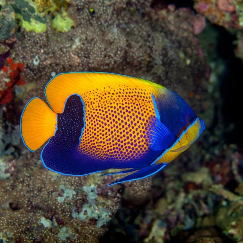 马鞍神仙海水观赏鱼定水检疫-售后完整拆包视频报损
