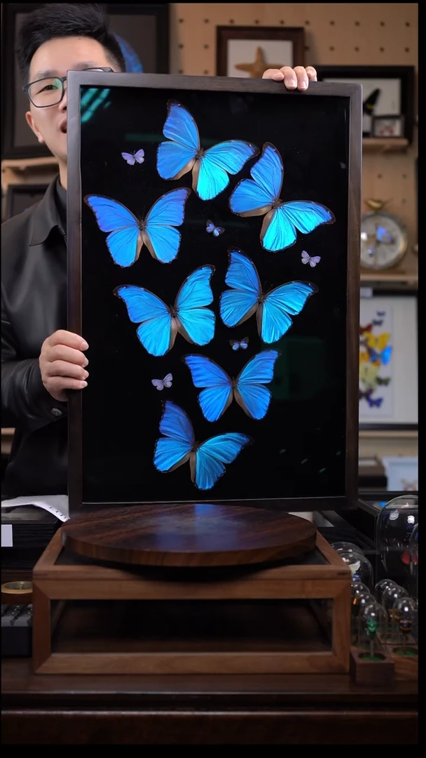 七只大蓝闪蝶组合