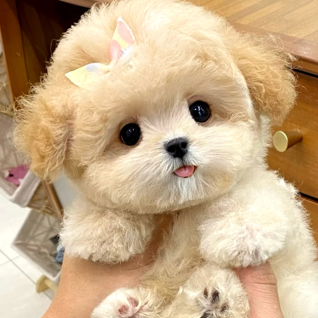 有道家宠物狗狗比熊链接2