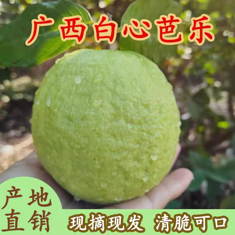 广东化州新安现采现发新鲜白心番石榴脆甜多汁水果芭乐
