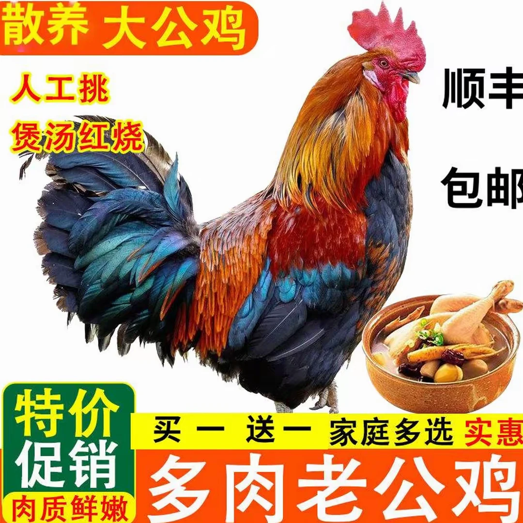 黑脚大公鸡【买一送一】农村散养黑脚大公鸡 现宰现杀 顺丰冷链