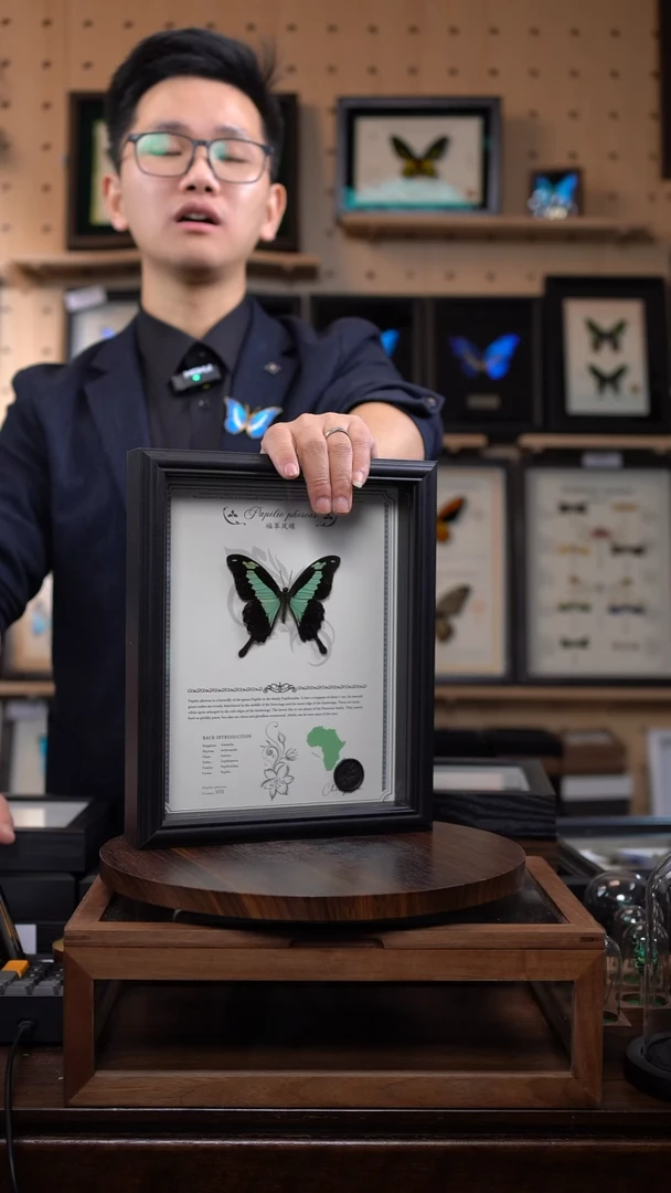 福翠凤蝶标本摆件