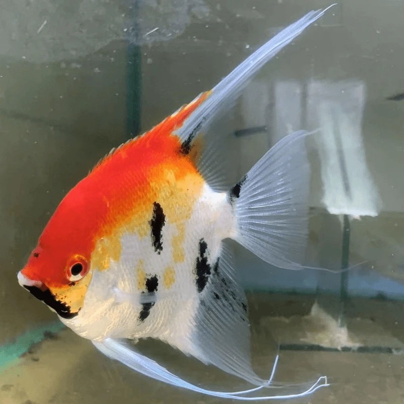 大红袍燕子鱼神仙鱼可以混养埃及神仙燕鱼