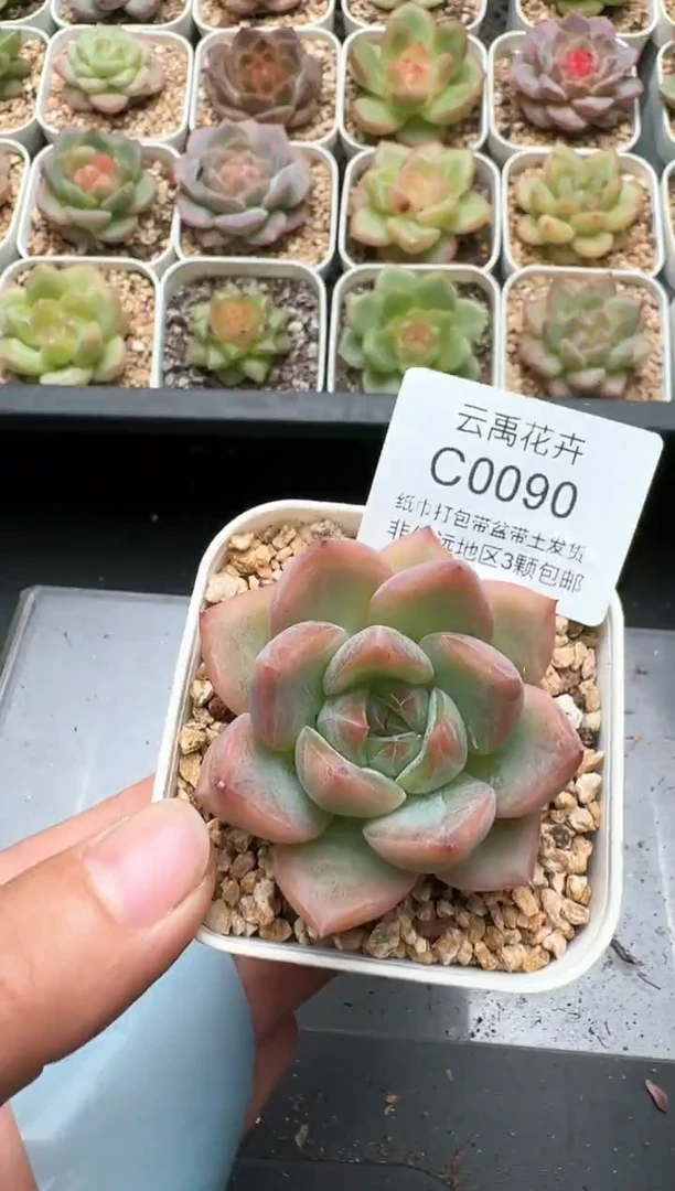 090C云禹多肉植物 带盆土纸巾打包 3颗包邮