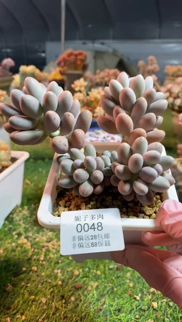 【闪购商品】0048a