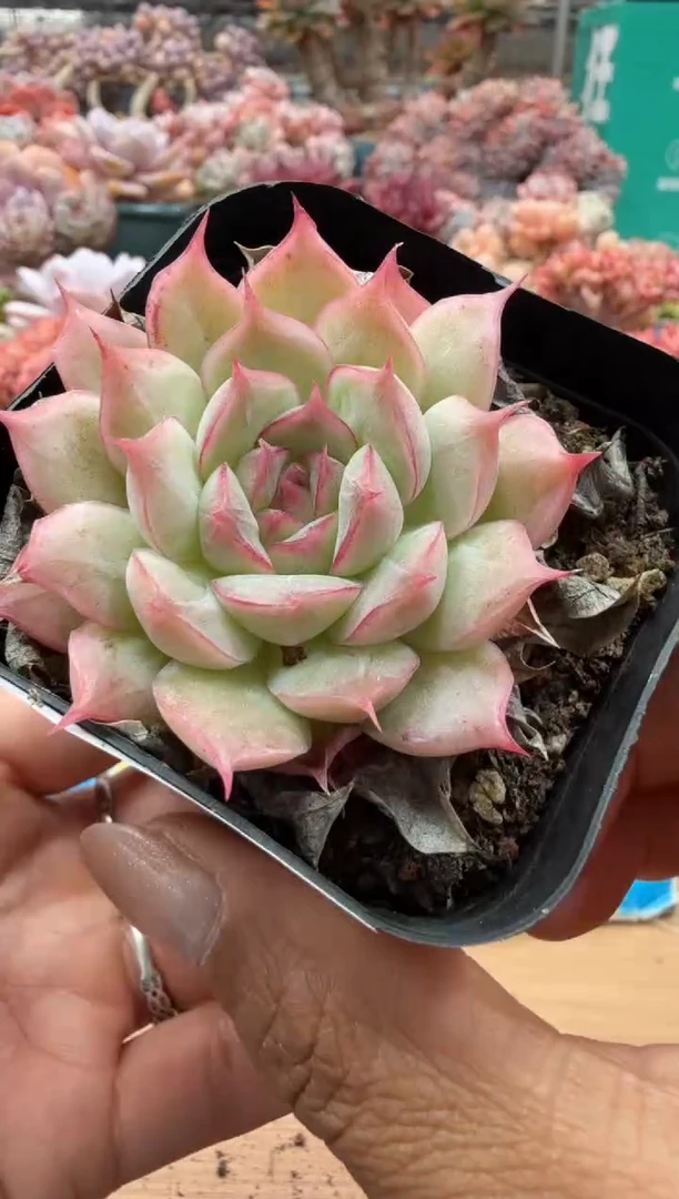 东云多肉园二店-108