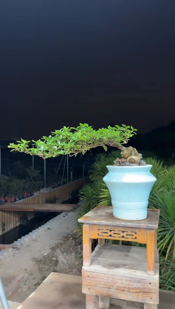 【闪购商品】盆景海岛栀子花