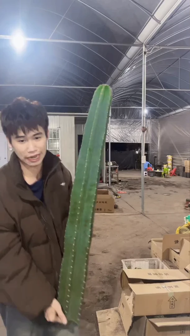 【闪购商品】80cm 量天尺【无根】