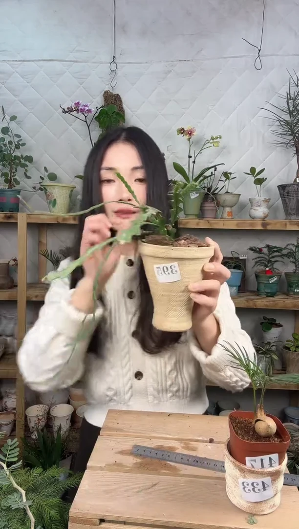 无花朵395鱼骨令箭加盆一套