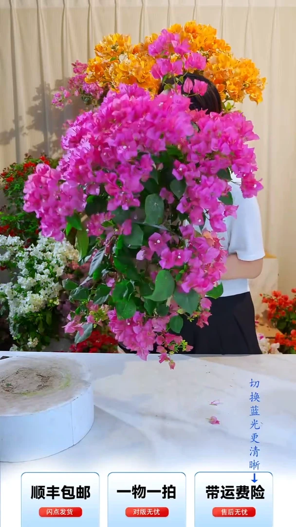 大部分开放少量花苞绿叶蜡染粉