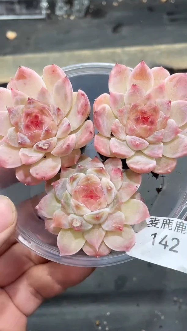 142樱花冰魄    3颗    量拍