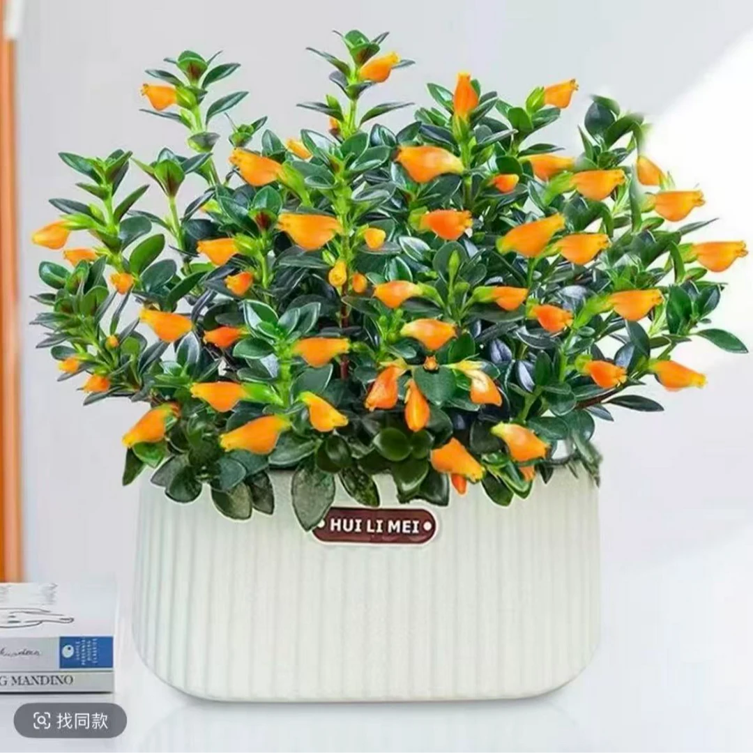 大盆金鱼吊兰盆栽带花苞室内外好养四季开花净化空气植物